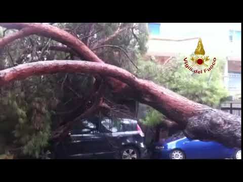 Video caduta albero Sicilians
