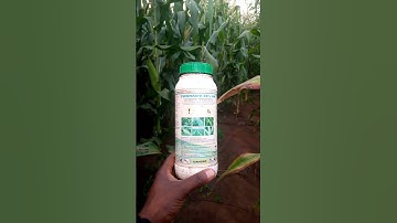 The best maize weeding chemical product (weed killer)