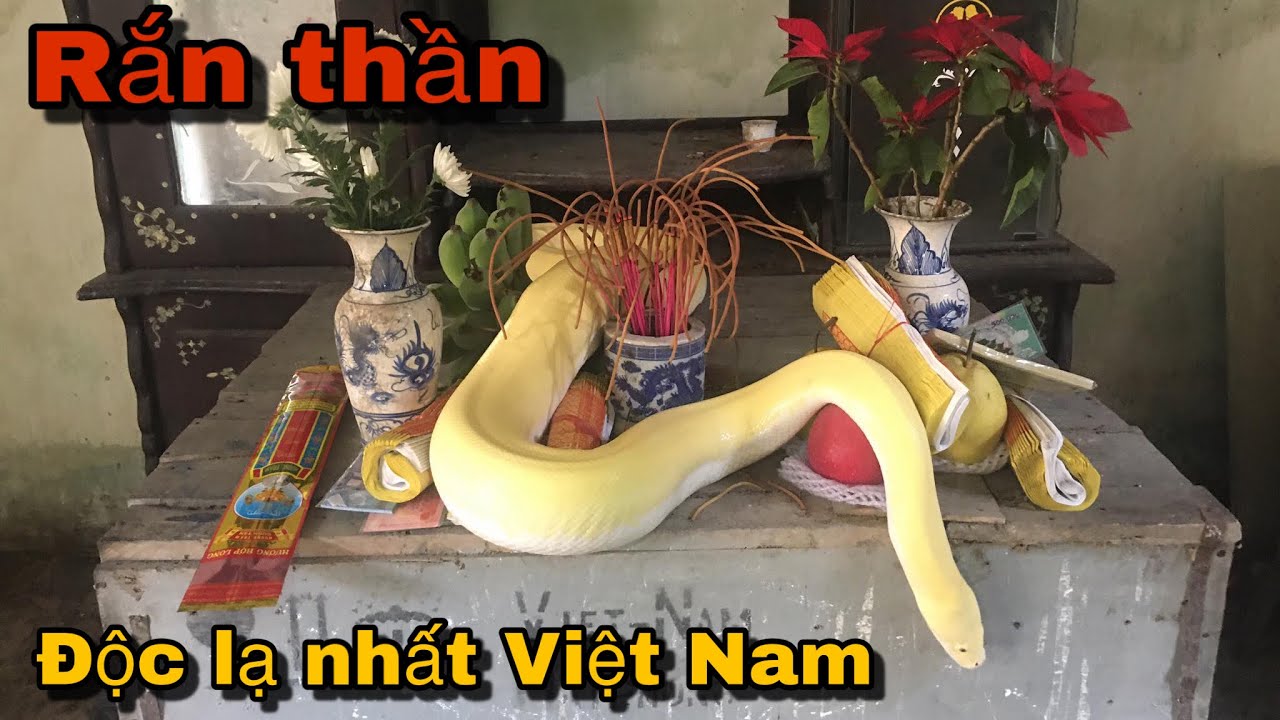 ran th  Update  Giải Mã Bí Ẩn Phần 3| Rắn Thần Độc Lạ Nhất Việt Nam| lần Đầu Xuất Hiện Trên YouTube