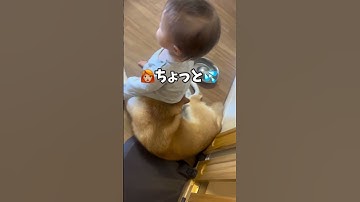 赤ちゃんに優しすぎる柴犬🐶　#柴犬　#柴犬のいる暮らし #赤ちゃん　#犬と赤ちゃん #shorts