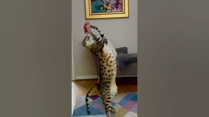 Watch the video about Savannah cat vs Toy Drone 😹