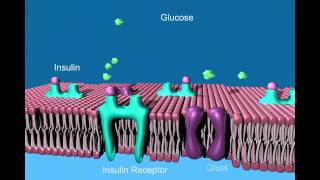 Diabetes and glucose transport edited animation Resimi