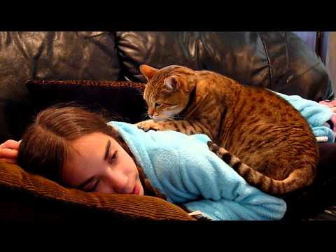 Cat Massage Therapy