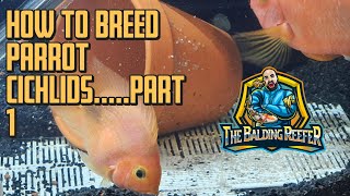 How to breed parrot Cichlids  Part 1