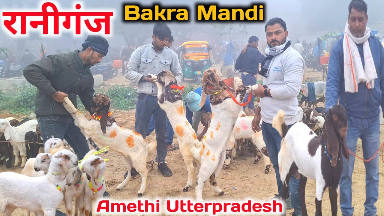 आज रानीगंज बकरा मंडी में शानदार पालने वाले बच्चे आये |16 Dec 25 |Raniganj Bakra Mandi Amethi up 