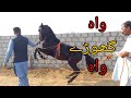 Horse dance with dhol in Pakistan treaning video
