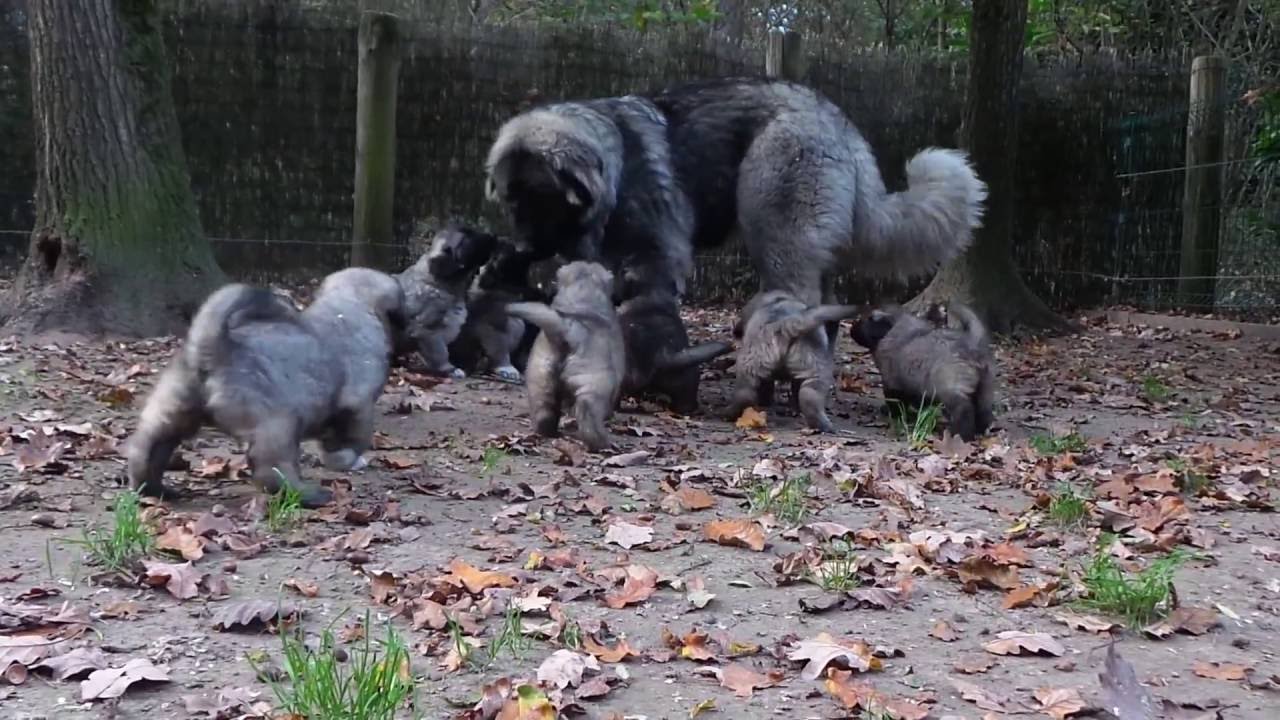 Berger Du Caucase 11 Chiots By Catherine Jezequel