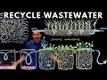 Comment recycler les eaux uses  laide de plantes