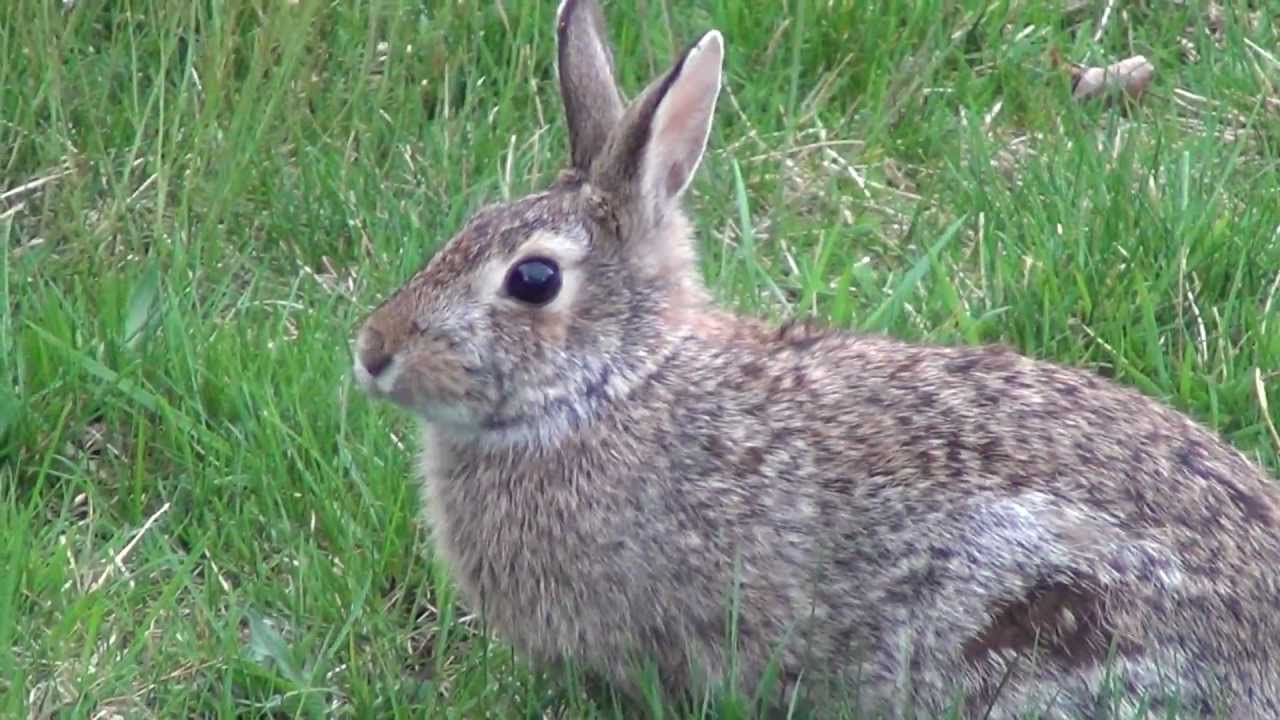 Animals In The Garden - YouTube