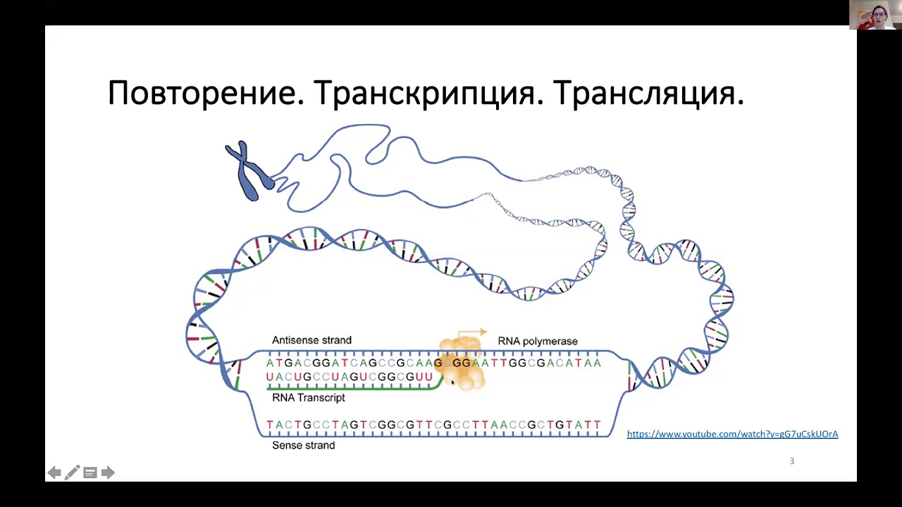 Лекция 5. Рестрикционный анализ: как применить теорию на практике - YouTube