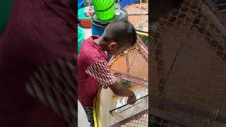 முதலை 🐊 தொட்டி ❌ alan choco vanilla ‼️ Monster fish tank #btaqua 