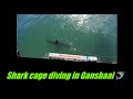 Shark cage diving in Gansbaai, South Africa-April 2017