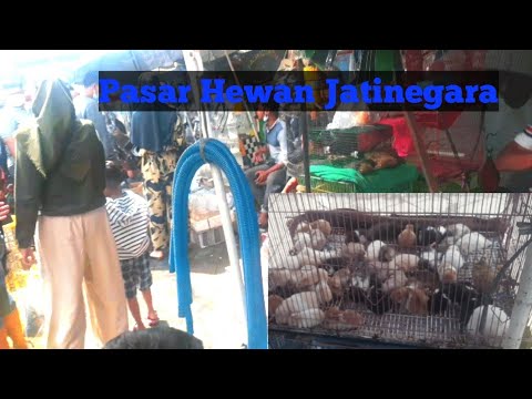 Download Beli Hamster & Ikan Hias Murah//Pasar Hewan&Ikan Hias Jatinegara