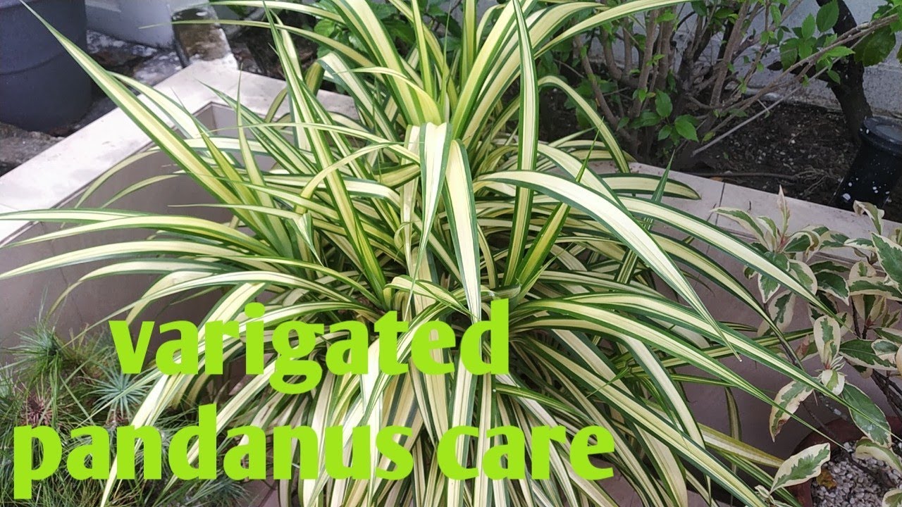 How to grow Variegated Pandanus PlantPandanus Baptisti