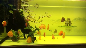 Cá Đĩa có nuôi chung được với cá rồng?