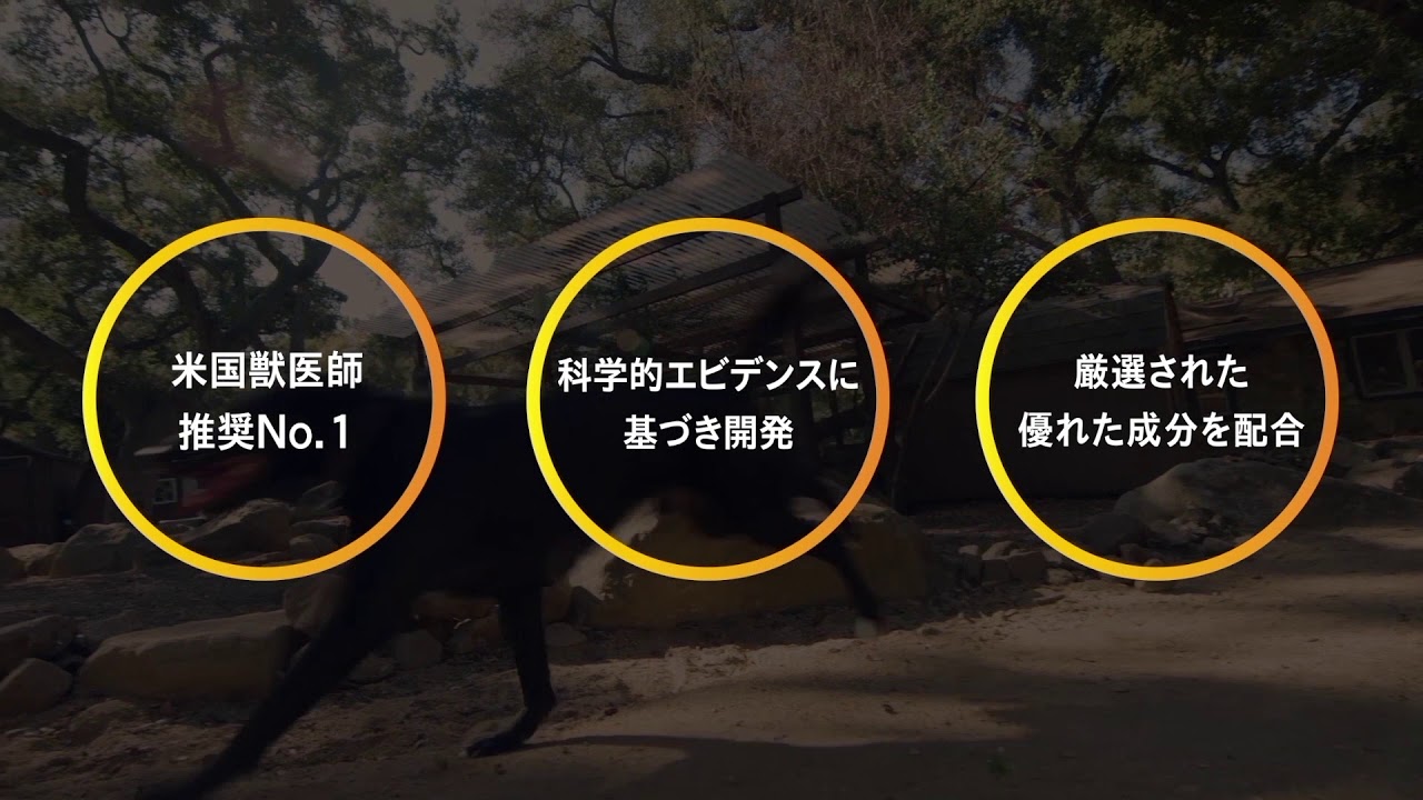 米国獣医師推奨no 1 犬猫用関節サプリメント ダスクイン Uchinoco うちの子