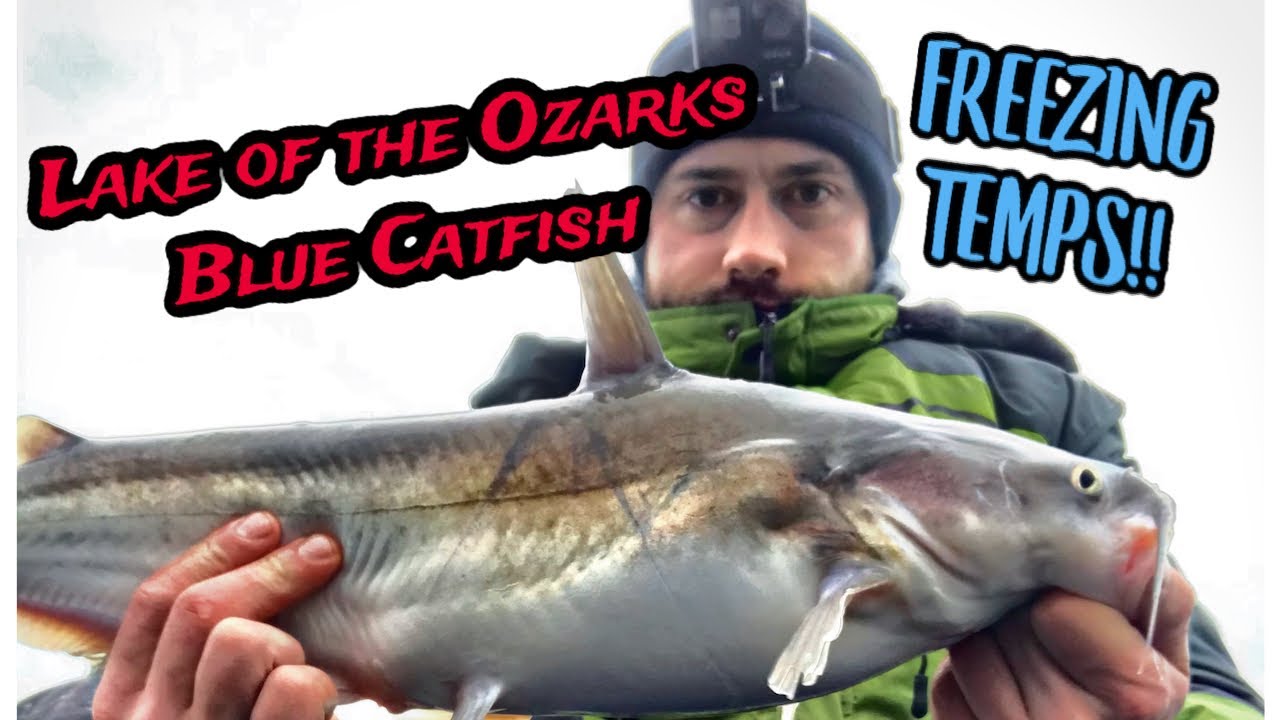 Lake of The Ozarks Winter Catfishing From My Vibe Shearwater 125 Kayak! YouTube