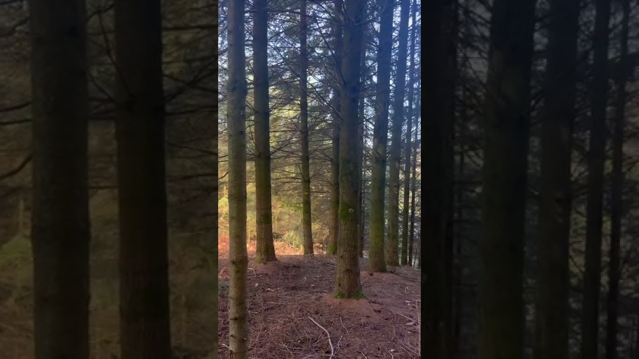 Deep in the French Countryside. Forest, Normandy. Travel france - best things to do in France