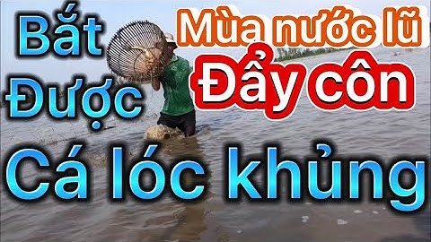 Mùa nước lũ về Mền Tây đẩy côn bắt cá lóc khủng( tập 1)