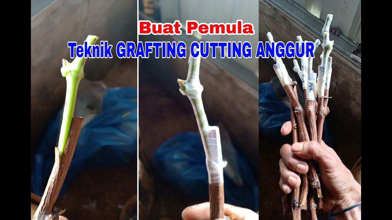 Teknik GRAFTING CUTTING ANGGUR Buat Para Pemula