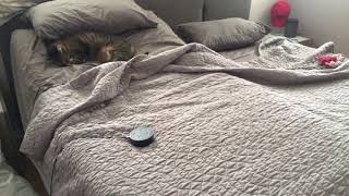 Tempurpedic Ergo Premier Base Alexa Skill Control