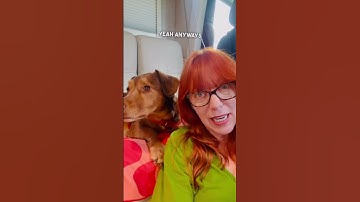 Dog Travel In RV #doglife #rvlife