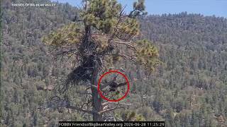 Big Bear eaglet falls out of nest in accidental fledge