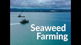 Introducing HSU's New Seaweed Farm