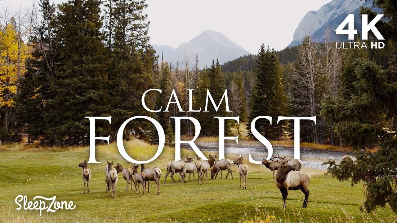 Relaxation Video | Forest Ambience | Deep Sleep in 20 Minutes