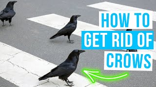 Famous How to GET RID OF CROWS | Crows control and keep them away! Profile