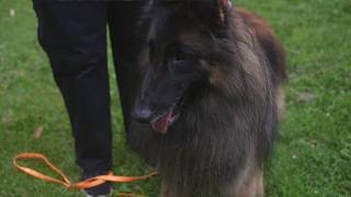 Search dog helping find missing pets from Aspen Acres Fire