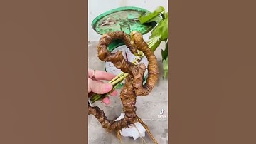 Sâm Ngọc Linh chuẩn gen Kontum xoắn cực đẹp, già trăm năm tuổi, siêu khủng 200g đã thuộc hàng hiếm