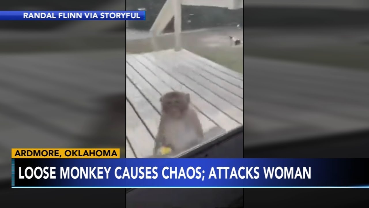 MONKEY ON THE LOOSE Escaped monkey causes chaos in Oklahoma community; attacks woman YouTube