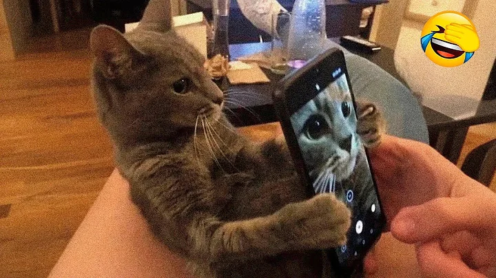 Watch the video about Funniest Animals 😄 New Funny Cats and Dogs Videos 😹🐶 2024 Part 81