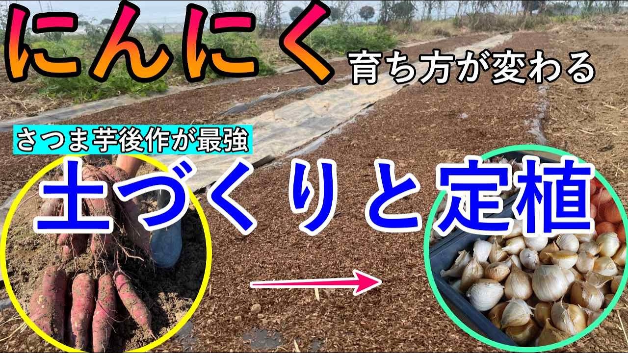 【10月 にんにく】ようやく定植できました｜さつま芋の後作に植える理由と“有用菌で大きく育つ条件”【輪作編】