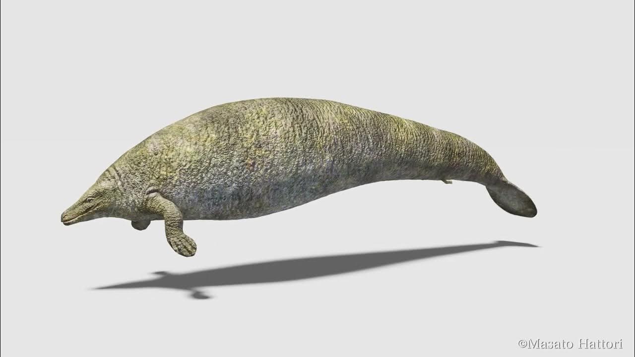 ペルケトゥス Perucetus colossus - YouTube