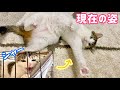 【感動の軌跡】ついに‼︎ 臆病猫1年半のケージひきこもり卒業‼︎