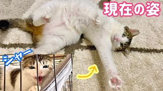 【感動の軌跡】ついに‼ 臆病猫年半のケージひきこもり卒業‼