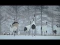 Trying to save the red crowned cranes of japan  wild japan  bbc earth