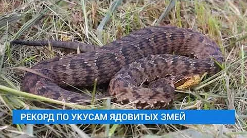 7 детей пострадали от укусов ядовитых змей в Иркутской области