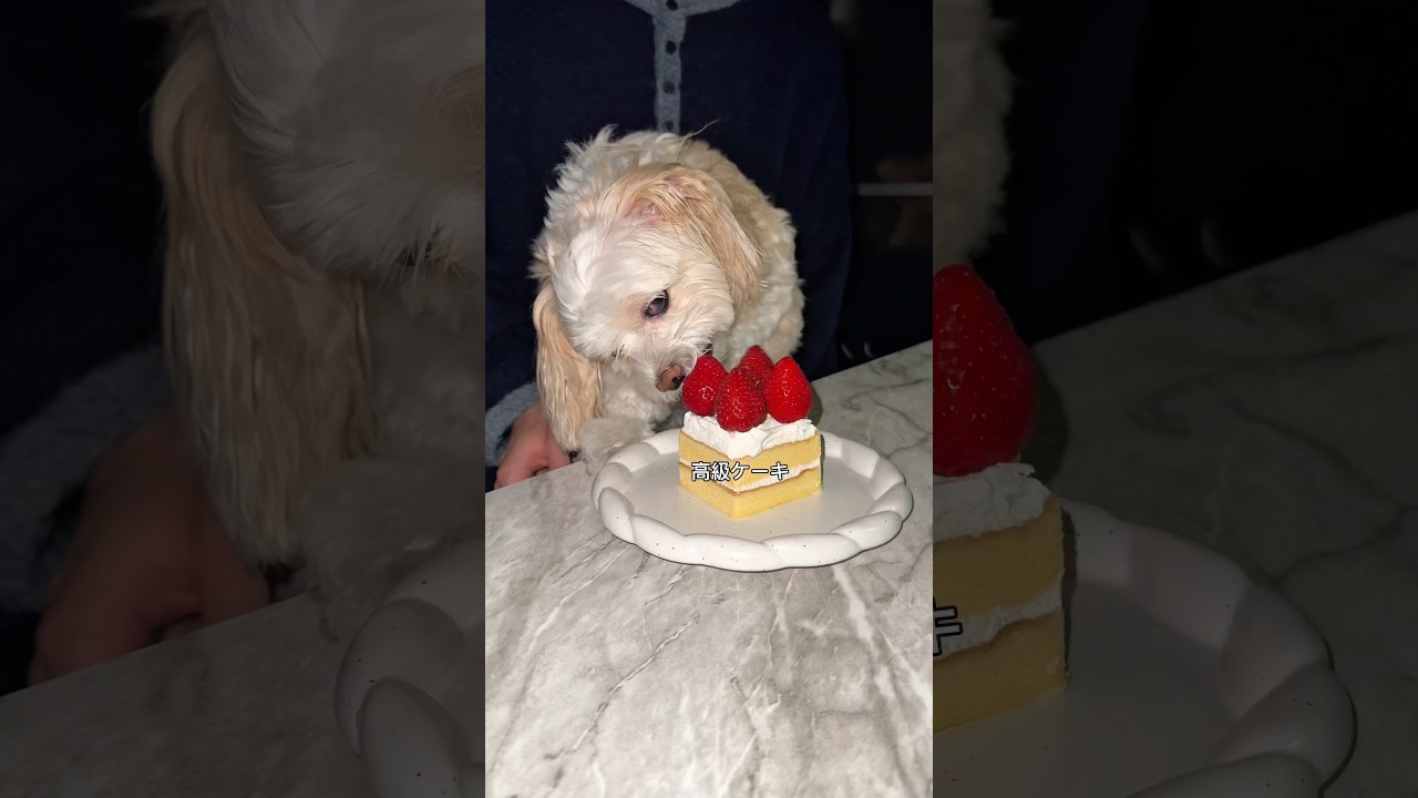 そあちんおめでとう🎉#shorts #犬 #犬誕生日#犬のいる暮らし #マルプー