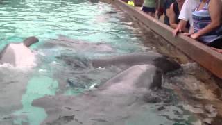 Feeding Dolphins at Seaworld Orlando Dolphin cove