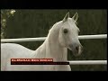 The Ancient Breed   The Arabian Horse