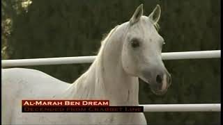 The Ancient Breed   The Arabian Horse