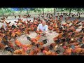 Khám phá trang trại gà lớn nhất miền bắc - Một năm kiếm hàng chục tỷ