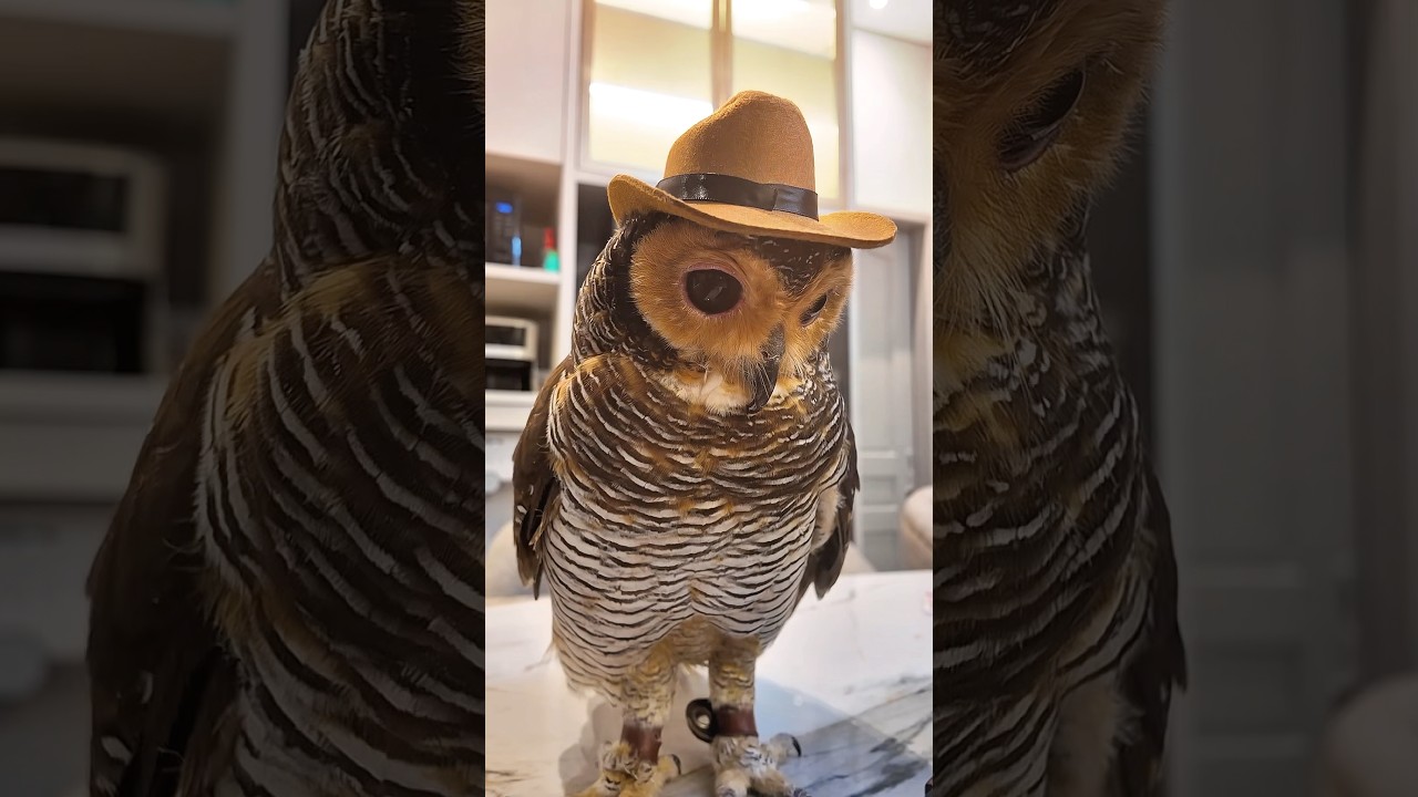 Новое платье Бибиб! 👗🦉❤️