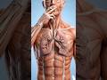 What Happens Inside Your Body When You Smoke? 🚬💀#smoking #cigarette #lungs #health