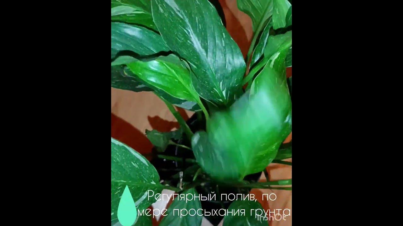 Спатифиллум даймонд продаю - YouTube