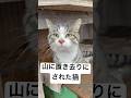 また山に置き去りにされた猫がいました。しん同様、山奥の知らない猫達の中に置いていかれた王ちゃん。私はこの様な出来事で悲しまない。私と出逢ってくれてありがとう、と王ちゃんに伝えました #猫を救いたい
