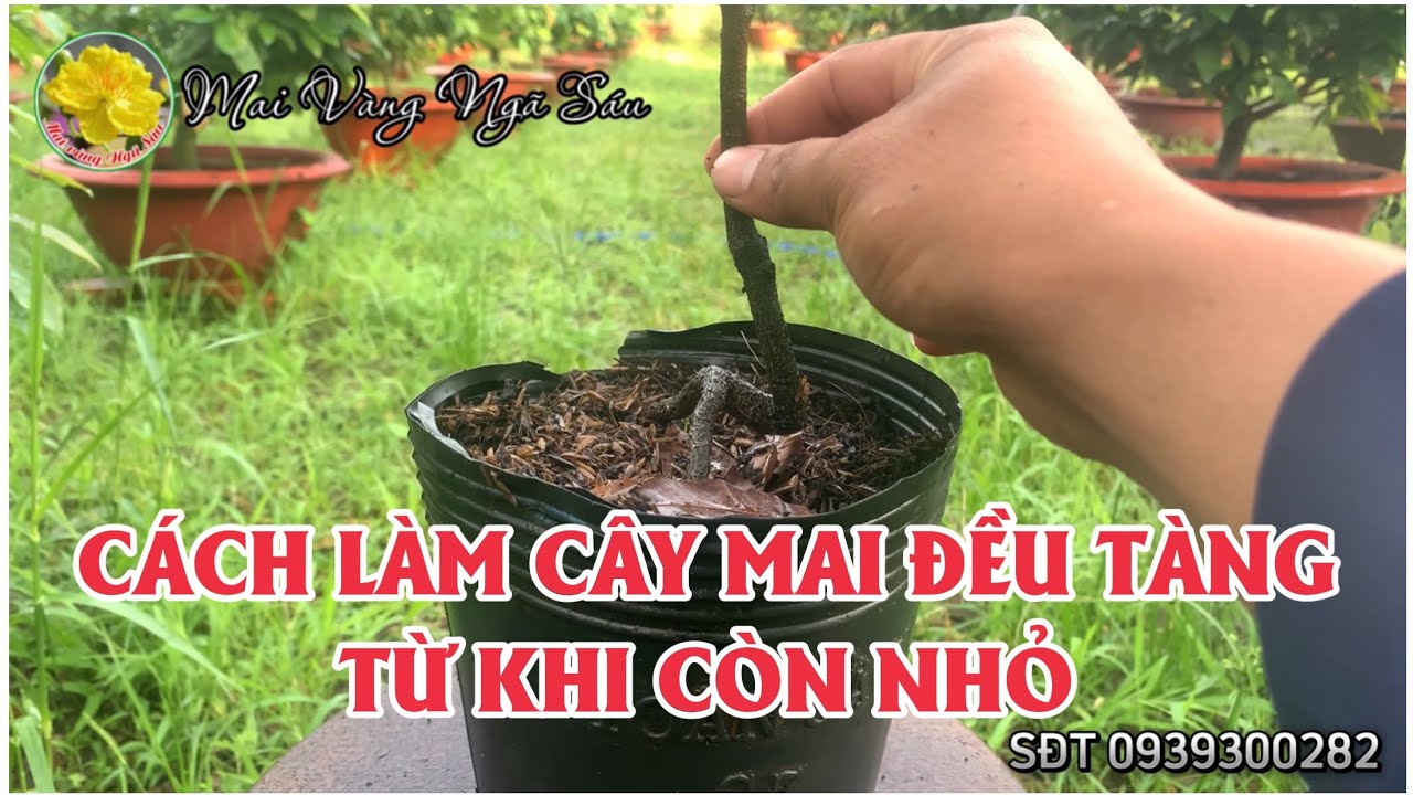 Các tạo tàng thông tròn đều cho cây mai từ nhỏ